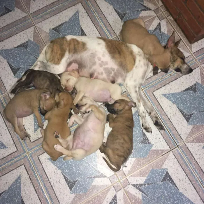 Cachorro ra a SRD idade 2 a 6 meses nome MEL e filhotes 