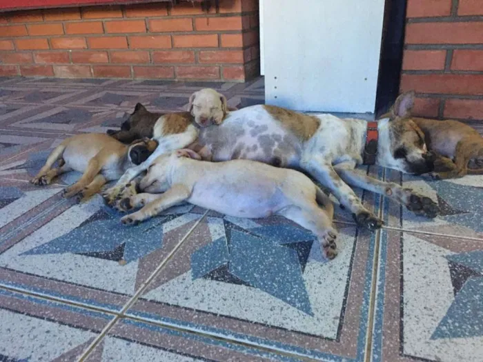 Cachorro ra a SRD idade 2 a 6 meses nome MEL e filhotes 
