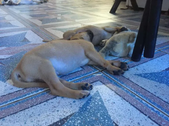 Cachorro ra a SRD idade 2 a 6 meses nome MEL e filhotes 