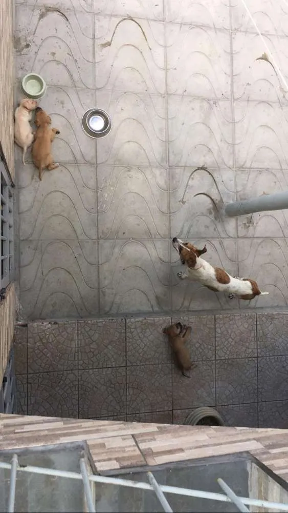 Cachorro ra a SRD idade 2 a 6 meses nome MEL e filhotes 