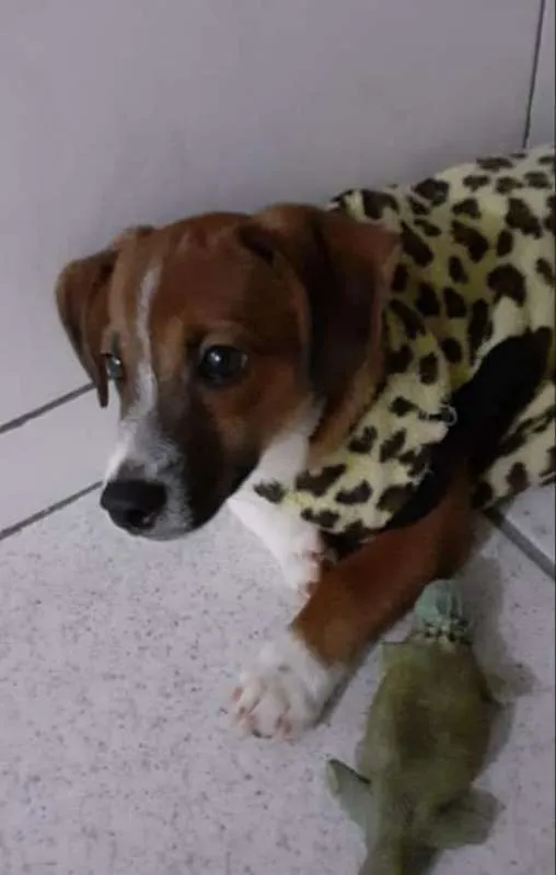 Cachorro ra a srd idade 2 a 6 meses nome filhotes
