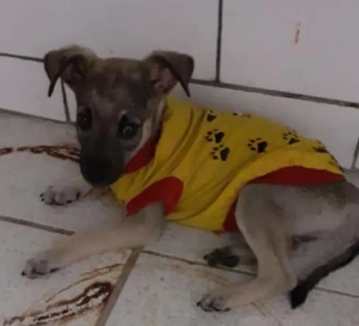Cachorro ra a srd idade 2 a 6 meses nome filhotes
