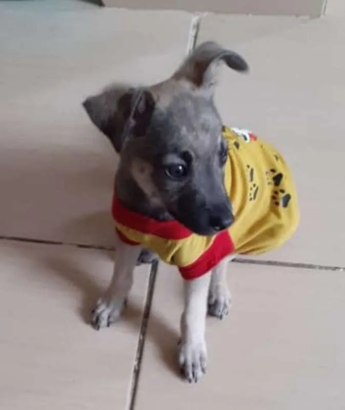 Cachorro ra a srd idade 2 a 6 meses nome filhotes