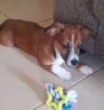 filhotes