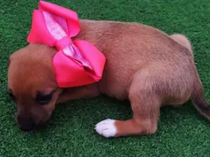 Cachorro raça srd idade Abaixo de 2 meses nome filhotes