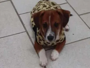 Cachorro raça srd idade 2 a 6 meses nome filhotes