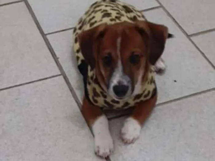 Cachorro ra a srd idade 2 a 6 meses nome filhotes
