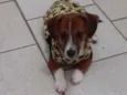 filhotes