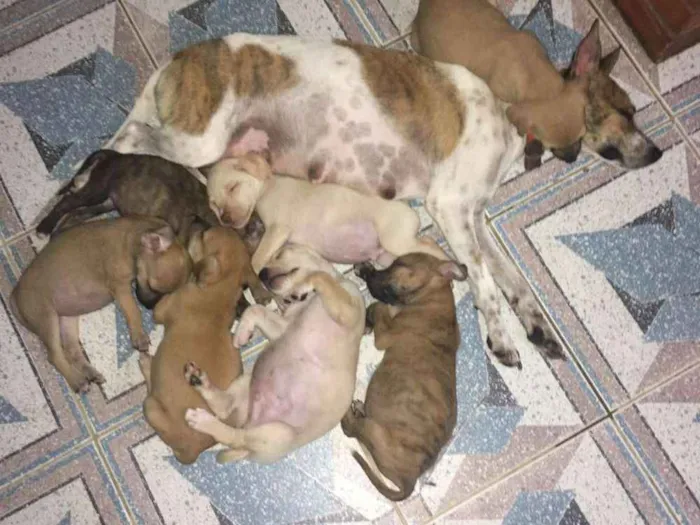 Cachorro ra a SRD idade 2 a 6 meses nome MEL e filhotes 