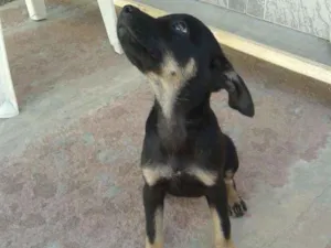 Cachorro raça SRD idade 7 a 11 meses nome Amora