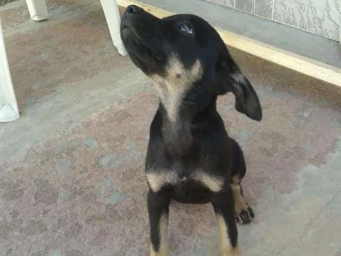 Cachorro ra a SRD idade 7 a 11 meses nome Amora