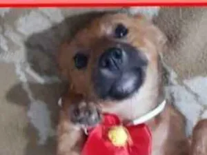 Cachorro raça  idade 2 a 6 meses nome Jujuba Bebezinha