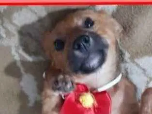 Cachorro ra a  idade 2 a 6 meses nome Jujuba Bebezinha