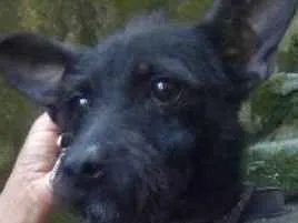 Cachorro ra a  idade 2 a 6 meses nome Zequinha Pequenino