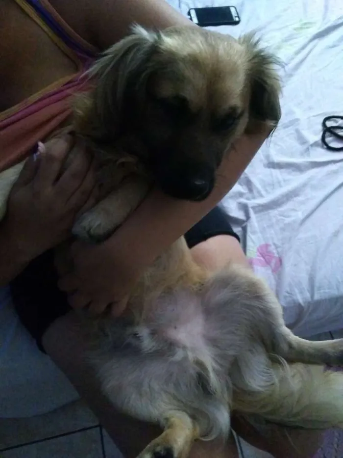 Cachorro ra a Não definida idade 2 anos nome Atila