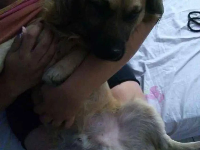 Cachorro ra a Não definida idade 2 anos nome Atila