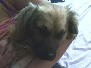 Cachorro raça Não definida idade 2 anos nome Atila