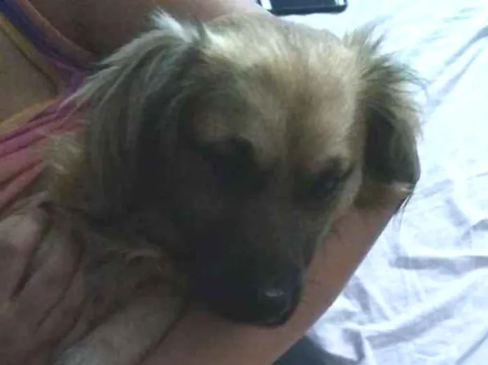 Cachorro ra a Não definida idade 2 anos nome Atila