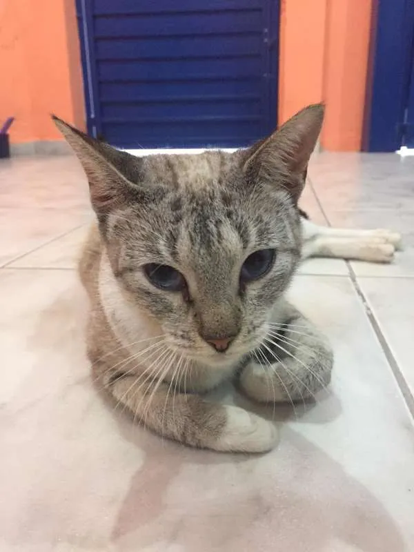 Gato ra a Viralata idade 2 a 6 meses nome Dora