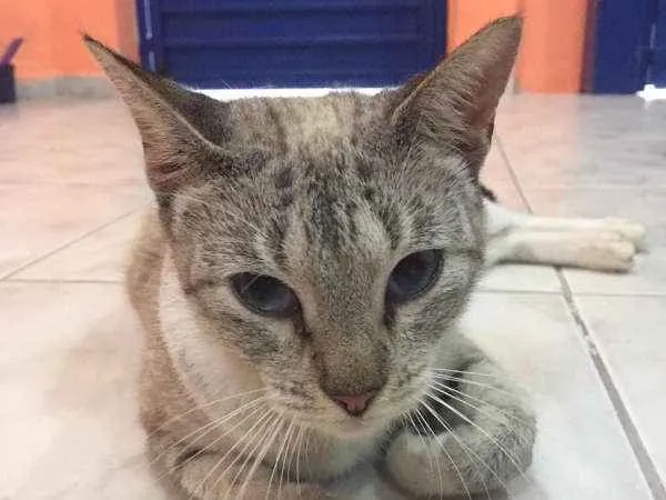 Gato ra a Viralata idade 2 a 6 meses nome Dora