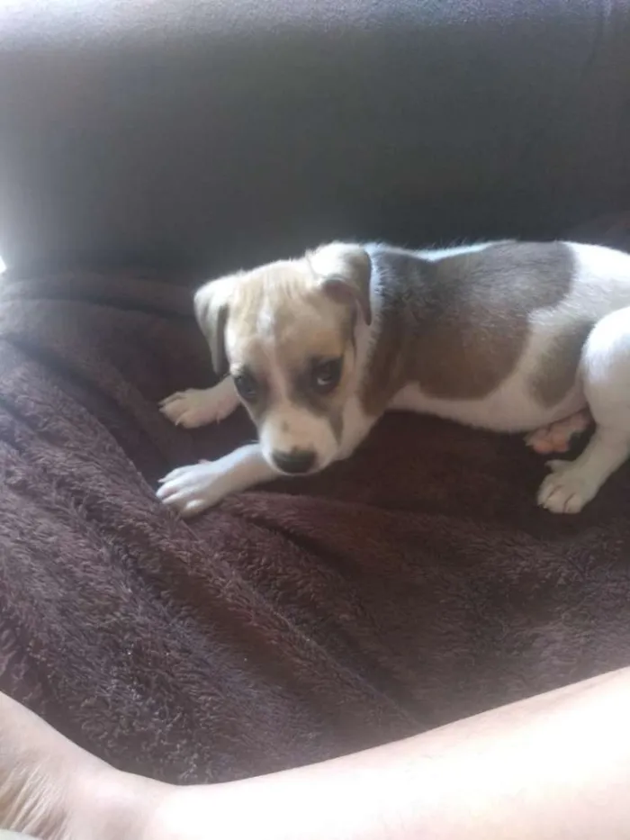 Cachorro ra a Srd idade 2 a 6 meses nome Não tem