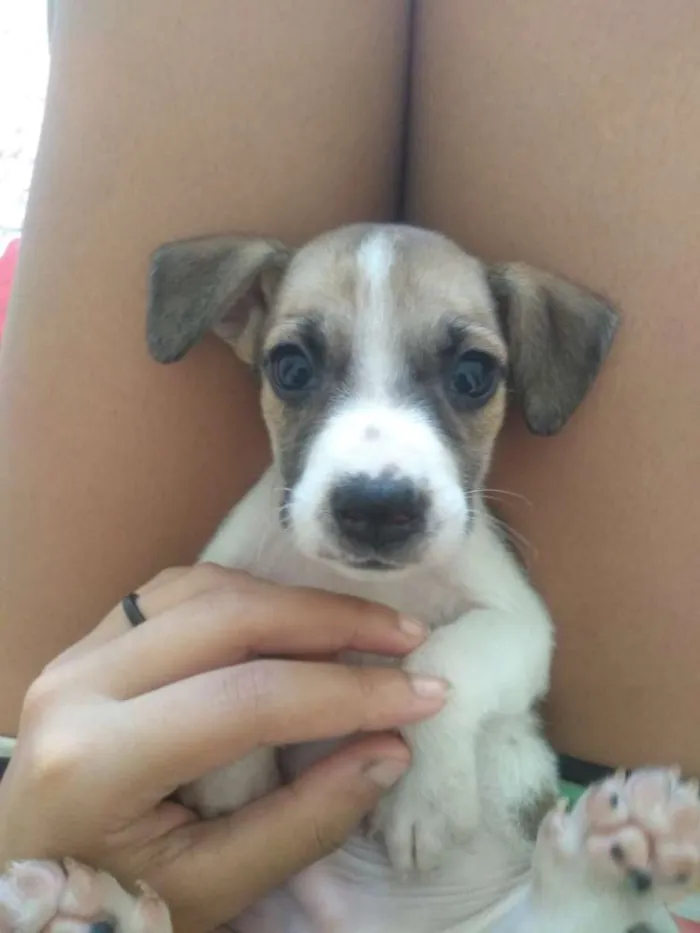 Cachorro ra a Srd idade 2 a 6 meses nome Não tem