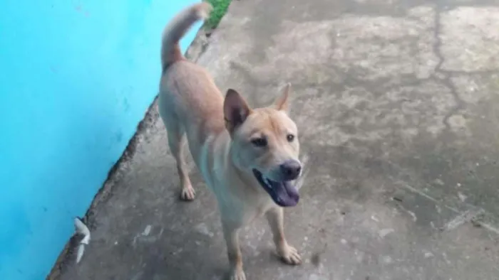 Cachorro ra a Xaxau com viralata idade 2 anos nome Thor