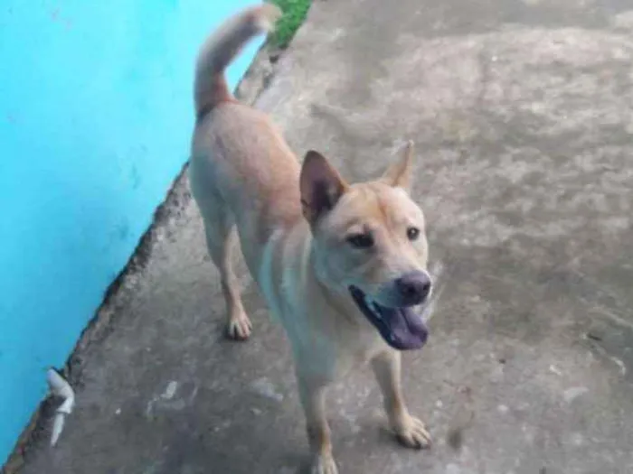 Cachorro ra a Xaxau com viralata idade 2 anos nome Thor