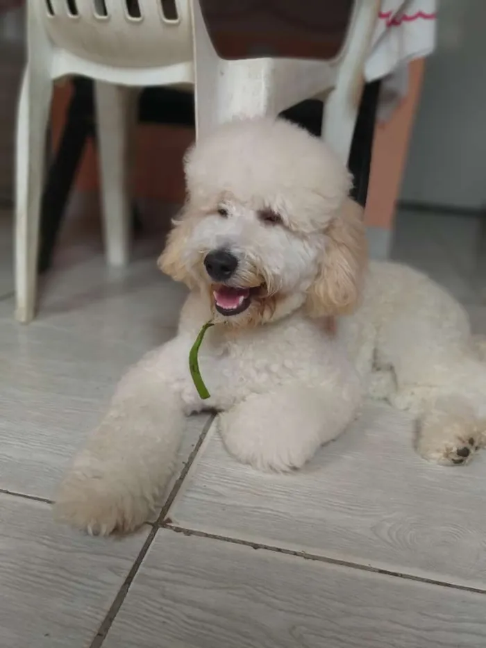 Cachorro raça poodle idade 1 ano nome Apolo 