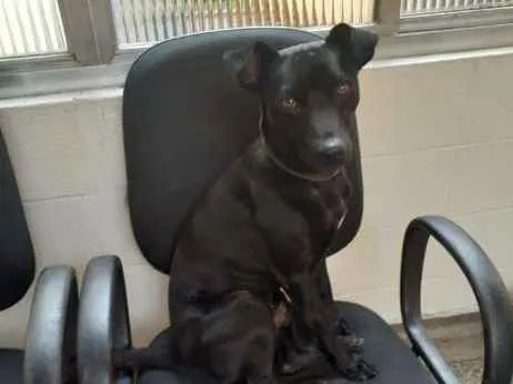 Cachorro ra a srd idade 1 ano nome Chule