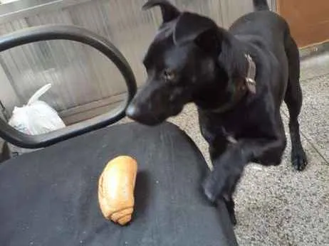 Cachorro ra a srd idade 1 ano nome Chule