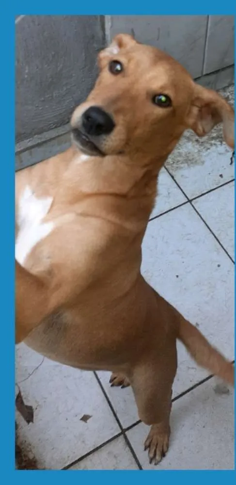 Cachorro ra a srd idade 7 a 11 meses nome Boneca