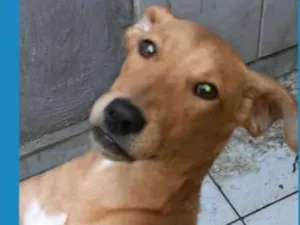 Cachorro raça srd idade 7 a 11 meses nome Boneca
