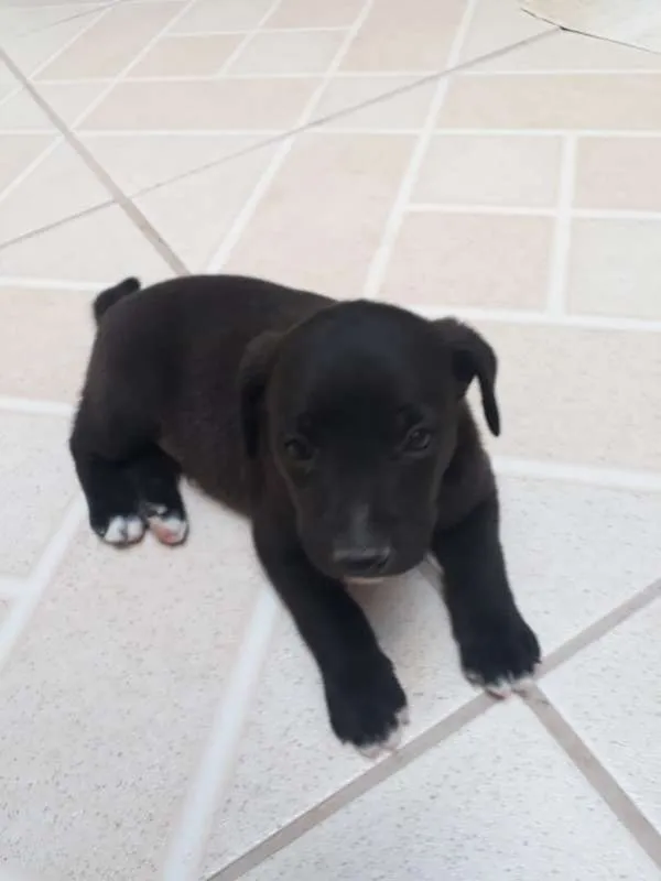 Cachorro ra a  idade Abaixo de 2 meses nome Sem nome