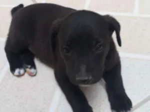 Cachorro raça  idade Abaixo de 2 meses nome Sem nome