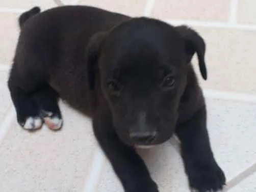Cachorro ra a  idade Abaixo de 2 meses nome Sem nome