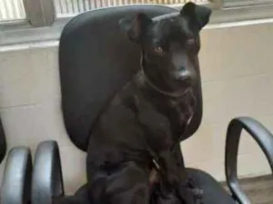Cachorro raça srd idade 1 ano nome Chule