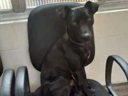 Cachorro ra a srd idade 1 ano nome Chule