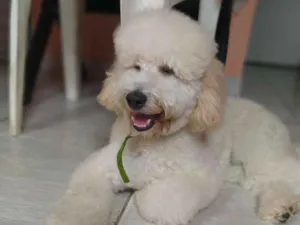Cachorro raça poodle idade 1 ano nome Apolo 