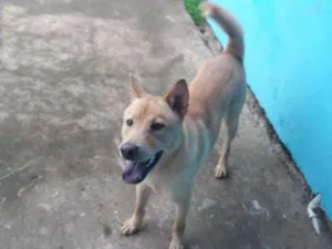 Cachorro raça Xaxau com viralata idade 2 anos nome Thor