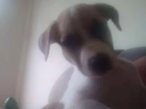 Cachorro raça Srd idade 2 a 6 meses nome Não tem