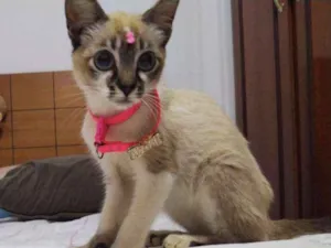 Gato raça  idade 2 a 6 meses nome Cristal