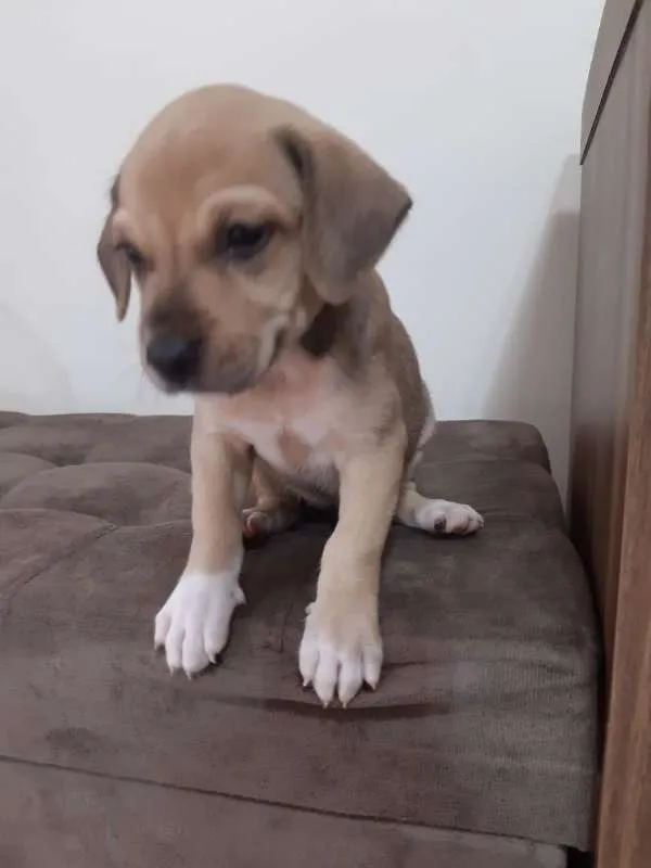 Cachorro ra a SRD idade Abaixo de 2 meses nome Lilica