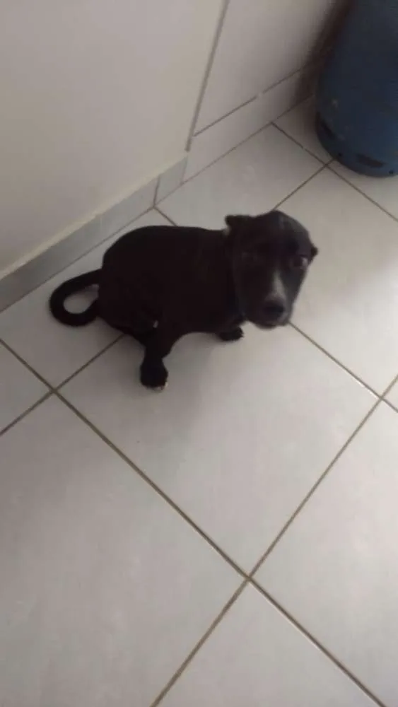 Cachorro ra a Pitbull misturado com pastor  idade 2 a 6 meses nome Alemão