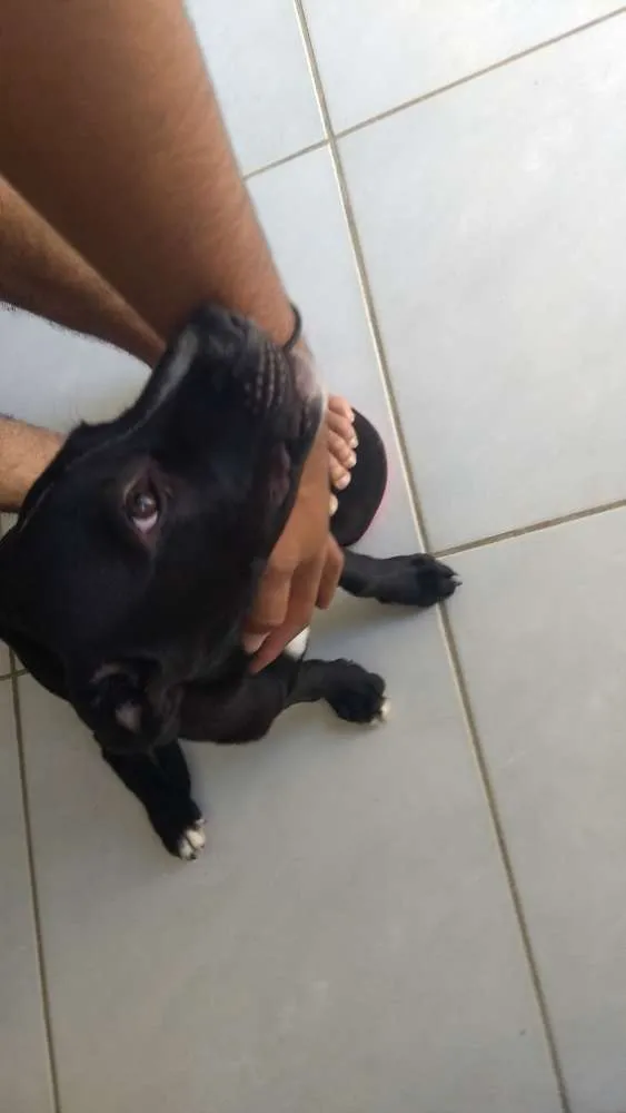 Cachorro ra a Pitbull misturado com pastor  idade 2 a 6 meses nome Alemão