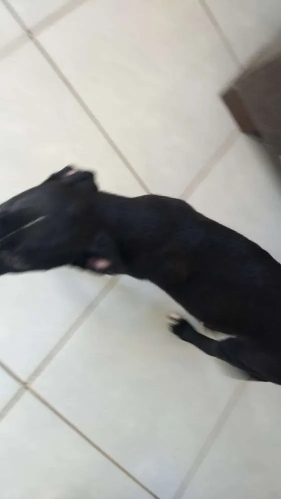 Cachorro ra a Pitbull misturado com pastor  idade 2 a 6 meses nome Alemão