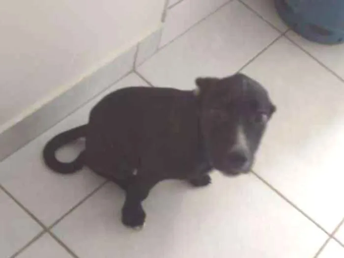 Cachorro ra a Pitbull misturado com pastor  idade 2 a 6 meses nome Alemão