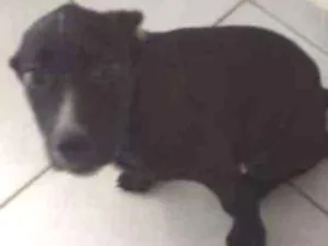 Cachorro raça Pitbull misturado com pastor  idade 2 a 6 meses nome Alemão