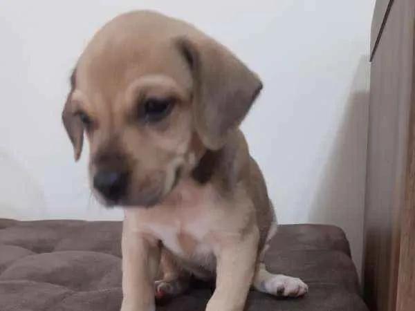 Cachorro ra a SRD idade Abaixo de 2 meses nome Lilica