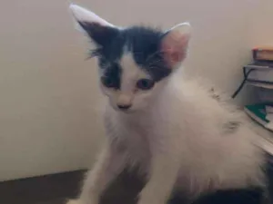 Gato raça SRD idade 2 a 6 meses nome sem nome